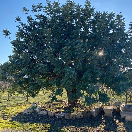 Trullo Della Selva Villa Alberobello Bagian luar foto